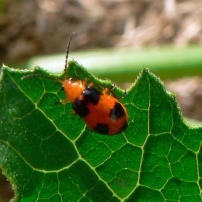 Aulacophora hilaris (Pumpkin Beetle) at Isaacs, ACT - 20 Dec 2008 by galah681