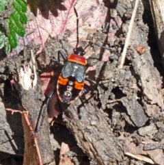 Dindymus versicolor (Harlequin Bug) at Tidbinbilla Nature Reserve - 7 Dec 2013 by galah681