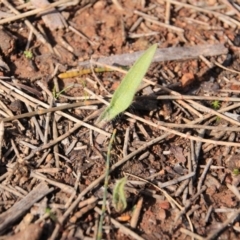 Caladenia sp. (A Caladenia) at Mount Majura - 12 Aug 2016 by petersan