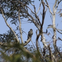 Colluricincla harmonica (Grey Shrikethrush) at Mount Majura - 12 Aug 2016 by petersan