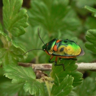 Scutiphora pedicellata (Metallic Jewel Bug) at Isaacs, ACT - 3 Nov 2006 by galah681