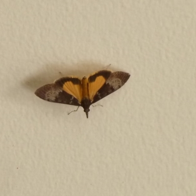 Uresiphita ornithopteralis (Tree Lucerne Moth) at Isaacs, ACT - 16 Aug 2012 by galah681