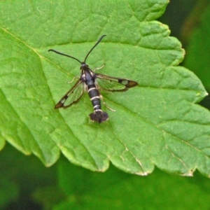 Synanthedon tipuliformis at Isaacs, ACT - 3 Nov 2006