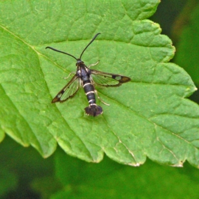 Synanthedon tipuliformis (Currant Clear Wing, Currant Borer Moth) at Isaacs, ACT - 3 Nov 2006 by galah681