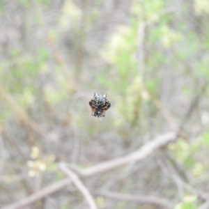 Austracantha minax at Fadden, ACT - 21 Feb 2016 08:52 AM