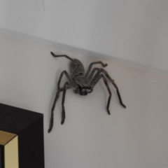 Isopeda (genus) (Huntsman Spider) at Fadden, ACT - 16 Jan 2016 by ArcherCallaway