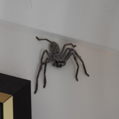 Isopeda (genus) (Huntsman Spider) at Fadden, ACT - 16 Jan 2016 by ArcherCallaway