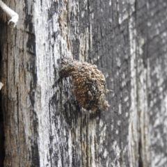 Mataeomera coccophaga (Brown Scale-moth) at Fadden, ACT - 14 Jan 2016 by ArcherCallaway