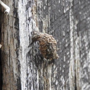 Mataeomera coccophaga at Fadden, ACT - 14 Jan 2016 12:36 PM