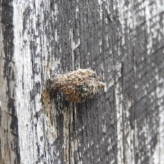 Mataeomera coccophaga at Fadden, ACT - 14 Jan 2016 12:36 PM