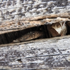 Mataeomera coccophaga at Fadden, ACT - 14 Jan 2016 12:36 PM