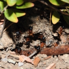 Camponotus consobrinus (Banded sugar ant) at Fadden, ACT - 2 Jan 2016 by ArcherCallaway