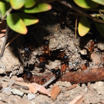 Camponotus consobrinus (Banded sugar ant) at Fadden, ACT - 2 Jan 2016 by ArcherCallaway