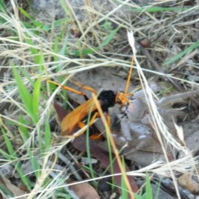 Cryptocheilus bicolor (Orange Spider Wasp) at Fadden, ACT - 21 Dec 2014 by RyuCallaway