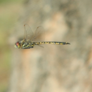 Hemicordulia tau at Fadden, ACT - 21 Dec 2014 06:05 PM