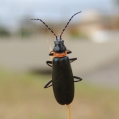 Chauliognathus lugubris (Plague Soldier Beetle) at Point Hut Pond - 6 Dec 2015 by MichaelBedingfield