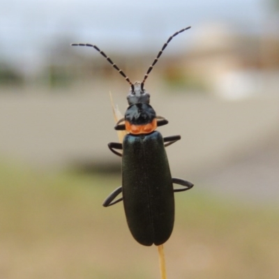 Chauliognathus lugubris (Plague Soldier Beetle) at Point Hut Pond - 6 Dec 2015 by michaelb