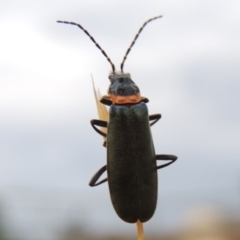 Chauliognathus lugubris at Gordon, ACT - 6 Dec 2015