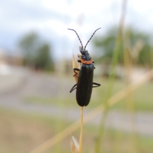 Chauliognathus lugubris at Gordon, ACT - 6 Dec 2015 08:11 PM