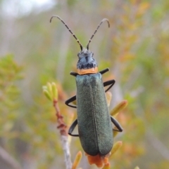 Chauliognathus lugubris (Plague Soldier Beetle) at Tennent, ACT - 4 Feb 2015 by michaelb