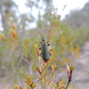 Chauliognathus lugubris at Tennent, ACT - 4 Feb 2015 08:17 PM