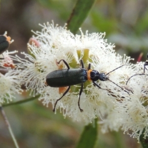 Chauliognathus lugubris at Conder, ACT - 10 Feb 2013