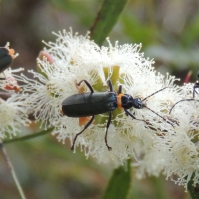 Chauliognathus lugubris (Plague Soldier Beetle) at Pollinator-friendly garden Conder - 10 Feb 2013 by michaelb