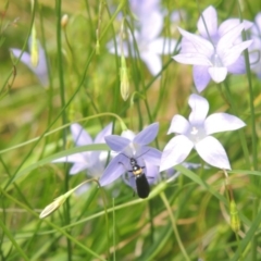 Chauliognathus lugubris (Plague Soldier Beetle) at Pollinator-friendly garden Conder - 5 Feb 2015 by michaelb