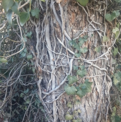 Hedera helix (Ivy) at QPRC LGA - 13 Aug 2016 by Speedsta