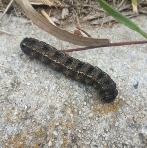 Apina callisto at Queanbeyan West, NSW - 13 Aug 2016 07:08 AM