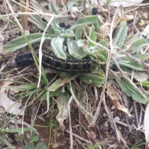 Apina callisto at Queanbeyan West, NSW - 13 Aug 2016 07:08 AM