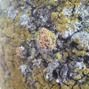 Teloschistes sp. (genus) at Queanbeyan West, NSW - 13 Aug 2016 07:14 AM