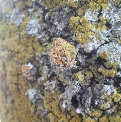 Teloschistes sp. (genus) (A lichen) at QPRC LGA - 12 Aug 2016 by Speedsta