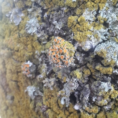 Teloschistes sp. (genus) (A lichen) at Queanbeyan West, NSW - 13 Aug 2016 by Speedsta