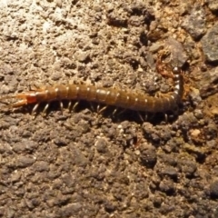 Scolopendromorpha (order) (A centipede) at Paddys River, ACT - 7 Nov 2010 by galah681