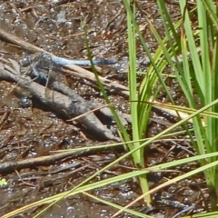 Orthetrum caledonicum (Blue Skimmer) at Tidbinbilla Nature Reserve - 4 Feb 2012 by galah681