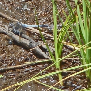 Orthetrum caledonicum at Paddys River, ACT - 4 Feb 2012 12:10 PM