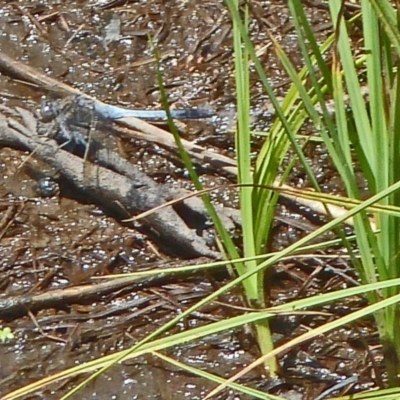 Orthetrum caledonicum (Blue Skimmer) at Tidbinbilla Nature Reserve - 4 Feb 2012 by galah681