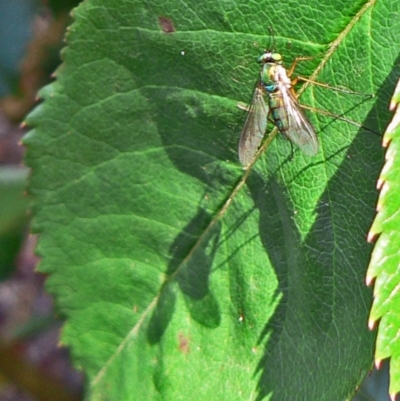 Dolichopodidae (family) (Unidentified Long-legged fly) at Isaacs, ACT - 16 Nov 2008 by galah681