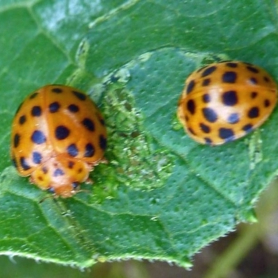 Epilachna sumbana (A Leaf-eating Ladybird) at Isaacs, ACT - 13 Dec 2011 by galah681