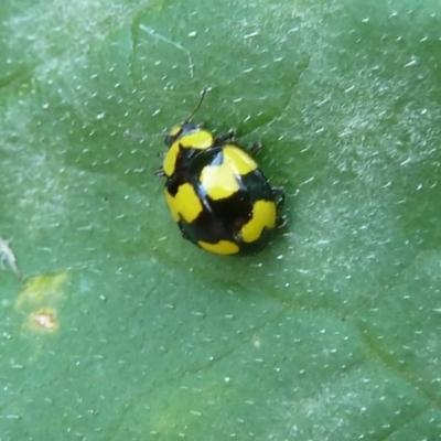 Illeis galbula (Fungus-eating Ladybird) at Isaacs, ACT - 18 Mar 2011 by galah681