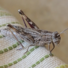 Peakesia hospita (Common Peakesia Grasshopper) at Point Hut to Tharwa - 1 Feb 2014 by michaelb