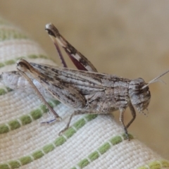 Peakesia hospita (Common Peakesia Grasshopper) at Paddys River, ACT - 1 Feb 2014 by MichaelBedingfield