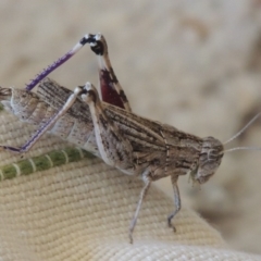 Peakesia hospita at Paddys River, ACT - 1 Feb 2014