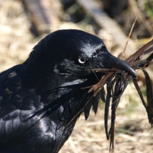 Corvus coronoides at Fyshwick, ACT - 8 Aug 2016 02:49 PM