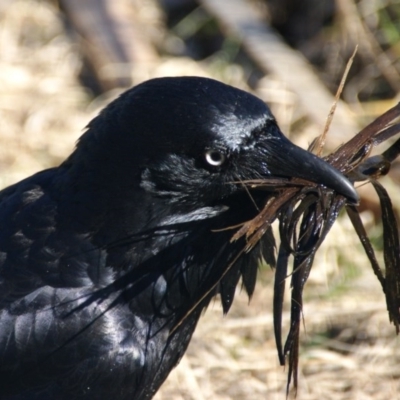 Corvus coronoides (Australian Raven) at Jerrabomberra Wetlands - 8 Aug 2016 by roymcd