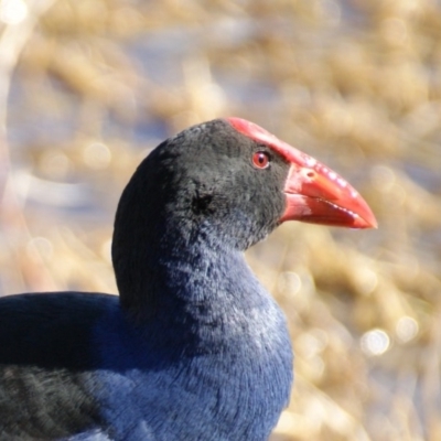 Porphyrio melanotus (Australasian Swamphen) at Jerrabomberra Wetlands - 8 Aug 2016 by roymcd