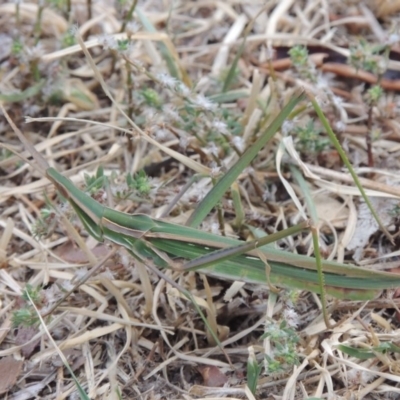 Acrida conica (Giant green slantface) at Point Hut to Tharwa - 30 Jan 2014 by michaelb