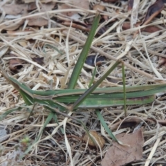 Acrida conica at Paddys River, ACT - 30 Jan 2014