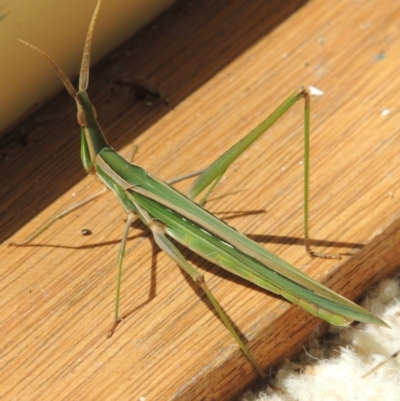 Acrida conica (Giant green slantface) at Paddys River, ACT - 29 Jan 2014 by MichaelBedingfield